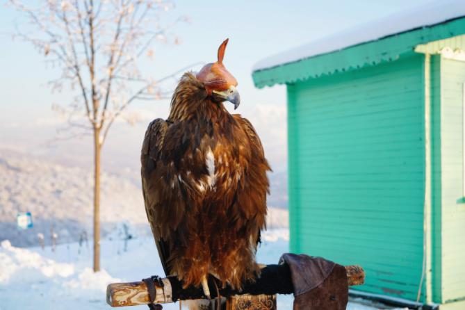 哈利波特霍格沃茨之谜 - 阿尼马格斯测试(Animagus) 哈利波特霍格沃茨之谜 - 阿尼马格斯测试(Animagus)