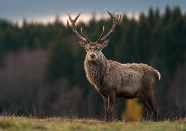 哈利波特魔法觉醒守护神测试Ⅱ